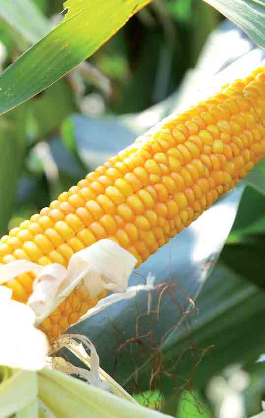 W badaniach rozpoznawczych kukurydzy na kiszonkę COBORU w 009 roku uzyskała plon suchej masy łodyg i liści na poziomie 07 % wzorca, natomiast w 00 r.