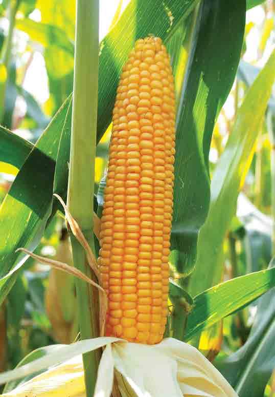 nasiona / wiosna 08 / kukurydza STRONA FAO: 0 TYP ZIARNA: FD FADONNA Treściwa kiszonka FADONNA to trójliniowy mieszaniec, który charakteryzuje się szczególnie wysokim ogólnym plonem suchej masy