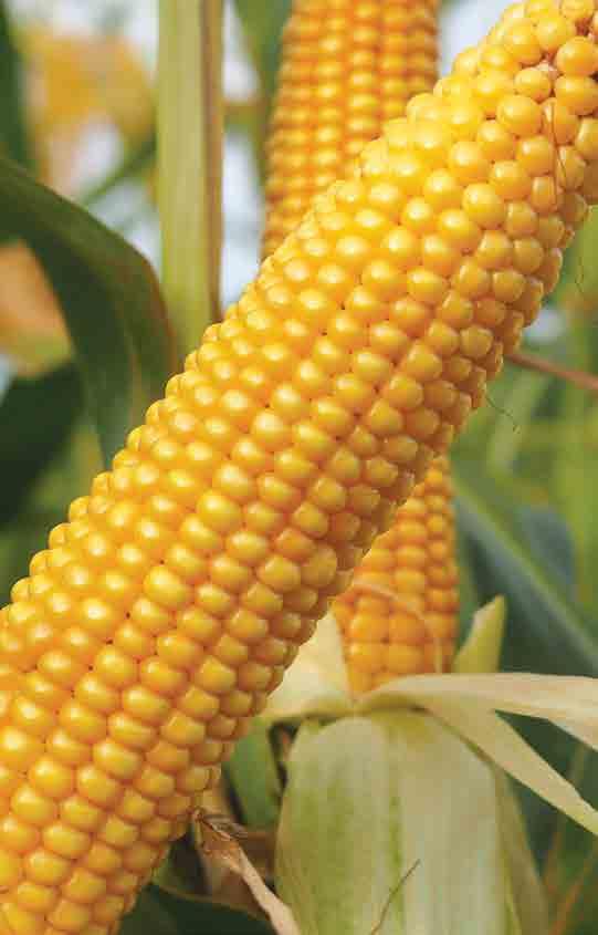 STRONA 6 nasiona / wiosna 08 / kukurydza FAO: 0 TYP ZIARNA: SD FABELL Potęga masy FABELL to trójliniowy mieszaniec kukurydzy przeznaczony do uprawy na kiszonkę oraz na ziarno w korzystniejszych