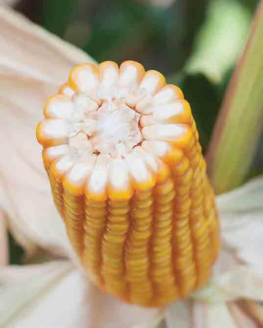 STRONA 8 nasiona / wiosna 08 / kukurydza FAO: 0 TYP ZIARNA: SF CEDRO Potęga wczesnego plonu Mieszaniec trójliniowy przeznaczony do uprawy na kiszonkę, ziarno oraz na CCM w rejonach mniej korzystnych