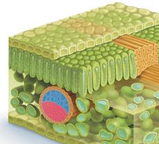 18 RÓŻNORODNOŚĆ ORGANIZMÓW 6 Li 1. Przeanalizuj ilustrację budowy zewnętrznej liścia i wykonaj poniższe polecenia.