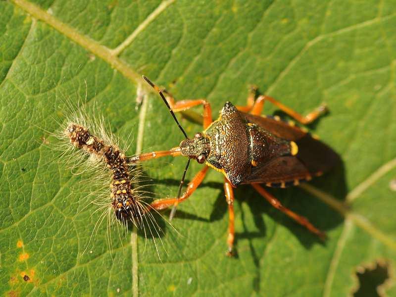 3 Schiffermüller, 1775) oraz na gąsienicach i poczwarkach bardzo licznie występującego na terenie badań chrząszcza z rodziny stonkowatych (Chrysomelidae), wstępnie zidentyfikowanego jako należącego