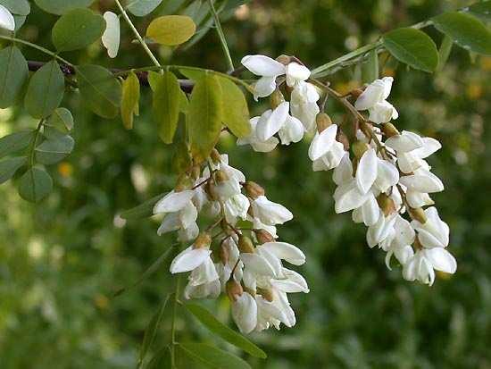 Robinia akacjowa Robinia pseudoacacia została odnotowana w trzech miejscach na terenie Parku: kilka