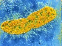 Cechy nanocząstek srebra wysoka aktywność biobójcza nag rozbudowana powierzchnia czynna (1 gram nanocząstek srebra posiada powierzchnię czynną od kilkudziesięciu do kilkuset m 2 ) oddziaływanie