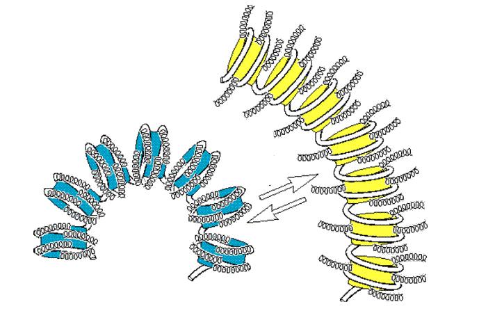 chromatyny dla