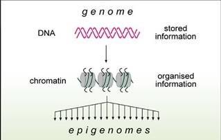 Struktura chromatyny pozwala na różny sposób odczytania informacji zawartej w DNA.