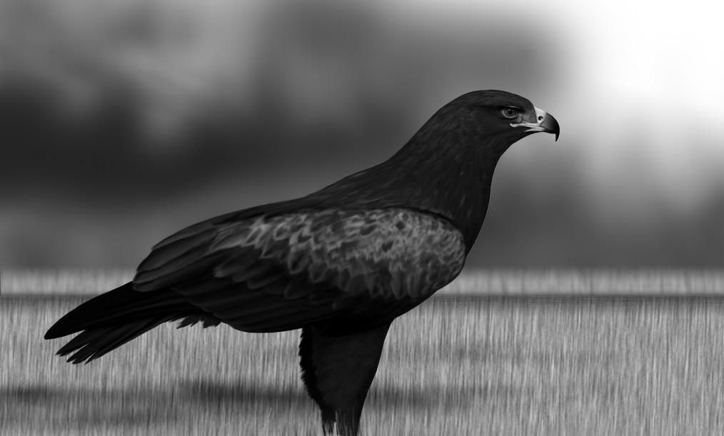Polonica 2016, 57: 237 247 Liczebność, zagęszczenie i sukces lęgowy orlika krzykliwego Clanga pomarina w Puszczy Knyszyńskiej w latach 1999 2015 Adam Zbyryt, Edyta Kapowicz, Robert Kapowicz, Karol