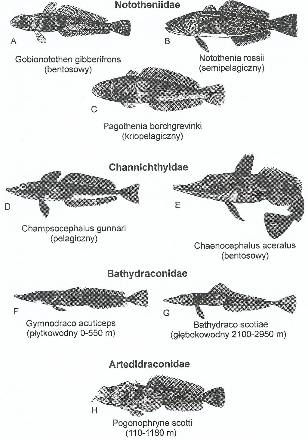 Ichtiofauna Krainy Antarktycznej, pomimo odkrywania coraz większej liczby nowych gatunków ryb jest mniej różnorodna niż w innych rejonach świata. Z około 22 tys.