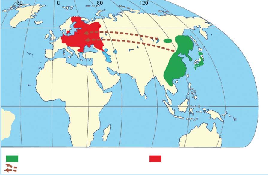 W 2001 roku została wpisana na listę gatunków łownych (z okresem ochronnym od 1 lipca do 31 marca), natomiast od 2009 roku jest zwierzęciem łownym przez cały rok.