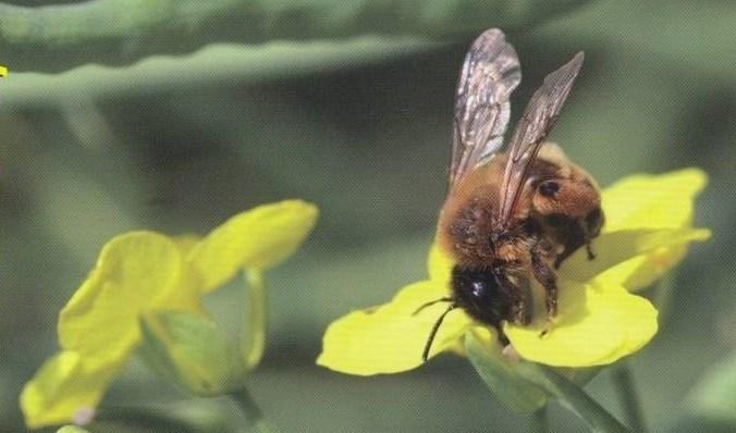 Średni stopień obcozapylenia u rzepaku wynosi około 30%, ale jest zróżnicowany w zależności od genotypu odmiany i środowiska (Becker i in. 1992) i może sięgać nawet 90%.