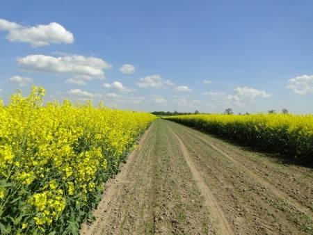 odległości między źródłami pyłku typów odmian powierzchni i kształtu pola otoczenia pola topografii, otaczającej roślinności warunków