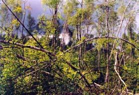 3.8. MONITORING LASÓW Monitoring lasów w bloku jakości środowiska PMŚ jest prowadzony na podstawie obowiązku nałożonego ustawami: - Prawo ochrony środowiska (Dz.U. Nr 62, poz.627 z późn.zm.) art.