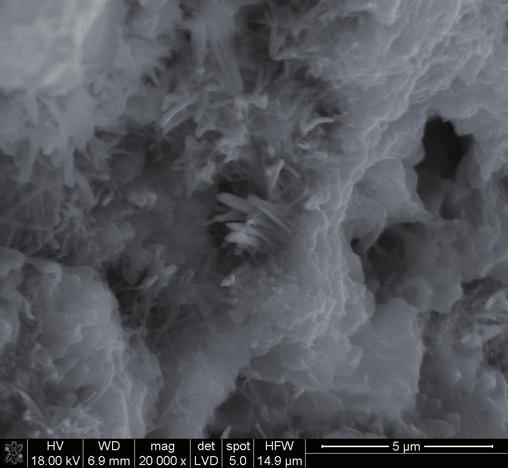 Rys.. Mikrostruktura zaczynu z cementu po 4 godzinach hydratacji. Widoczne duże ilości ettringitu w matrycy amorficznego C S H Fig.. Microstructure of cement paste after 4 h of hydration.