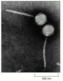 WEKTORY OPARTE O BAKTERIOFAGA LAMBDA An electron micrograph of bacteriophage lambda.
