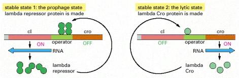 prophage state) the bacteriophage synthesizes a repressor protein, which activates its own synthesis and turns off the synthesis of several other bacteriophage proteins, including the Cro protein.