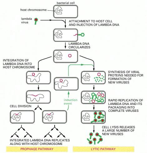 CYKL ROZWOJOWY BAKTERIOFAGA LAMBDA. The double-stranded DNA lambda genome contains 50,000 nucleotide pairs and encodes 50 60 different proteins.