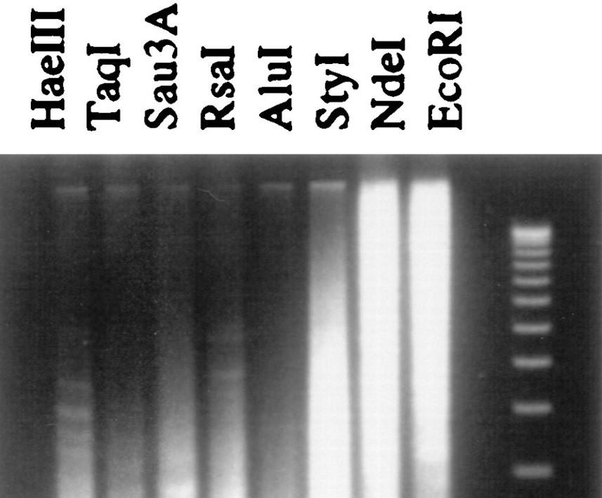 JAK PRZYGOTOWAĆ DNA DO KONSTRUKCJI BIBLIOTEKI GENOMOWEJ?