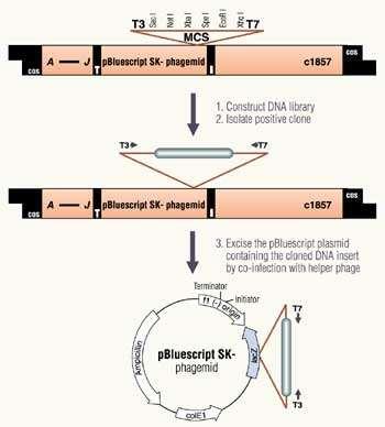 The Uni-ZAP XR vector can be screened with either DNA probes or antibody probes and allows in vivo excision of the pbluescript phagemid (Figure 3), allowing the insert to be characterized in a