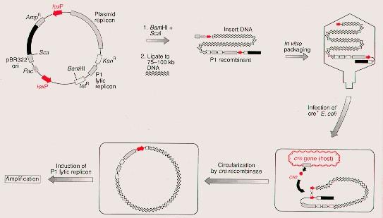 INNE WEKTORY DO DUŻYCH FRAGMENTÓW Bakteriofagi P1 i PAC (P1- derived artificial chromosome) P1 - pojemność 90-100 kpz, miejsce pac do pakowania do główek faga, 2 miejsca loxp, które dzięki genowi cre