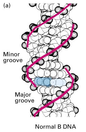 STRUKTURA DNA FIGURE 4.