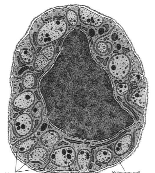 w rynienkowatych zagłębieniach błony komórkowej komórek Schwanna W zmielinizowanych włóknach obwodowego układu
