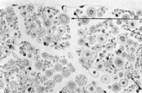 organelle (wyjątek: segmenty osłonki mielinowej) wytwarzają