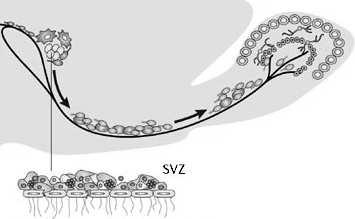 powtarzających się gniazd neurogenezy wraz z komórkami progenitorowymi i neuroblastami k. macierzyste k.