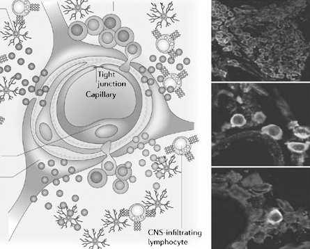 śródbłonkowe blaszka podstawna warstwa wypustek astrocytów Selektywna przepuszczalność naczyń włosowatych w mózgu