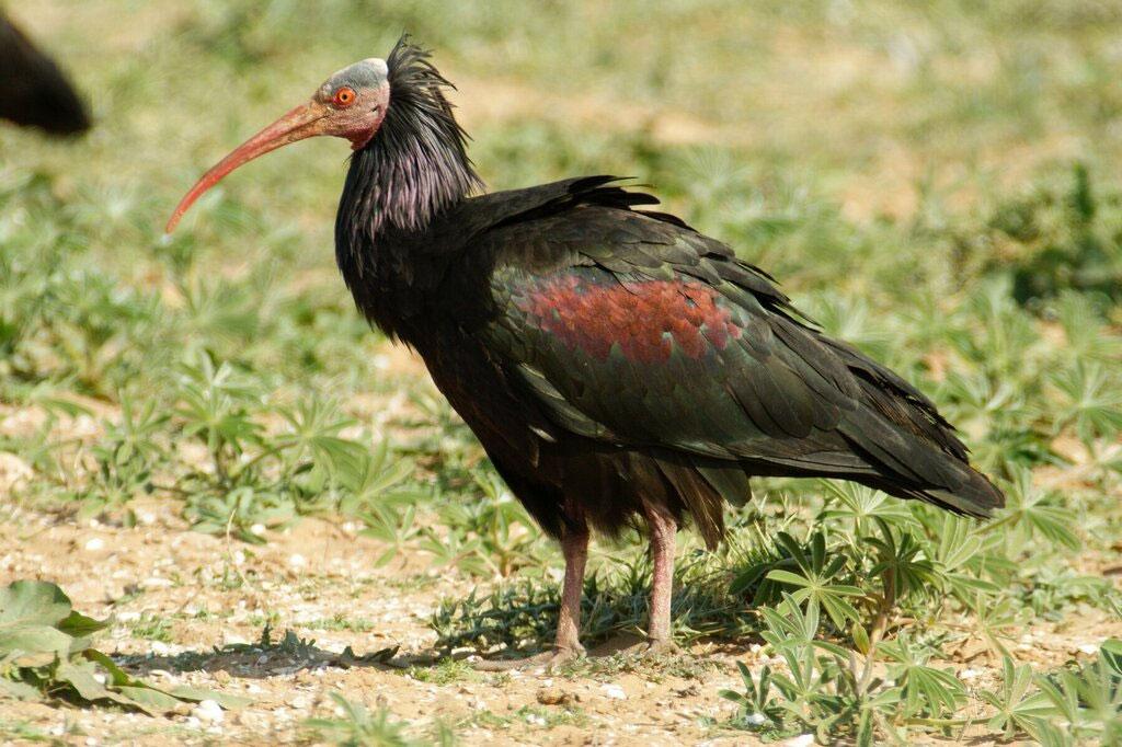 widzianych z plaży w Agadirze, 10 os. z plaży na końcu wadi Massa 13. kormoran Phalacrocorax carbo obecne oba podgatunki sinesis i marocanus.