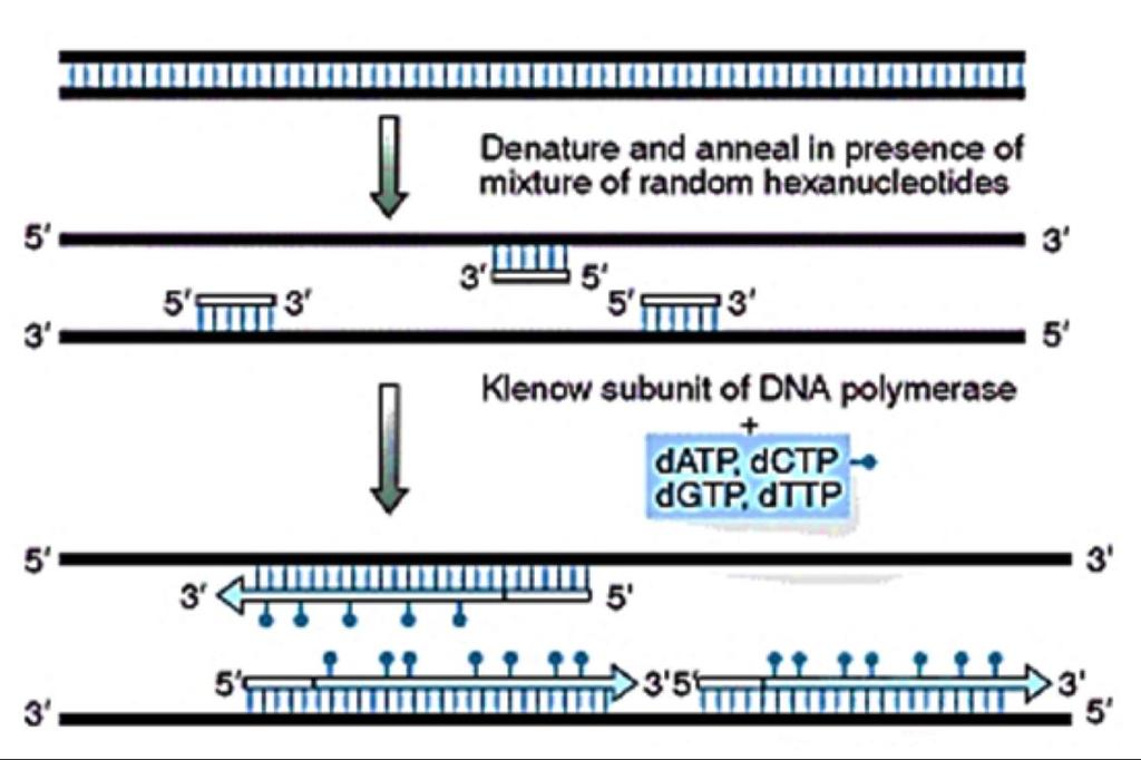 Zastosowanie polimerazy Klenowa: 1.