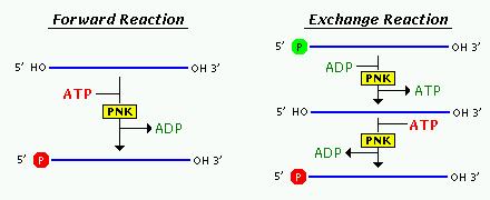 Kinaza polinukleotydowa (PNK) PNK jest enzymem, który katalizuje przeniesienie - fosforanu z ATP na 5 koniec DNA lub RNA. Najczęściej stosuje się rekombinowany enzym faga T4 nadprodukowany w E. coli.