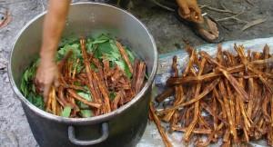 Przykłady biopiractwa Ayahuasca wino duszy