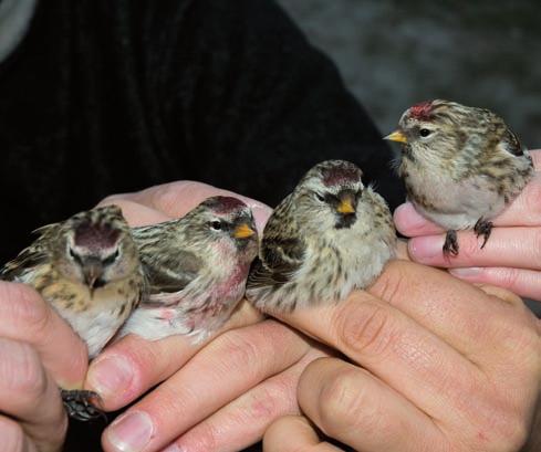 Kurchannik Buteo rufinus obserwowany w Samoklęskach ok. 15 km od obozu (MC) gniazdowania.