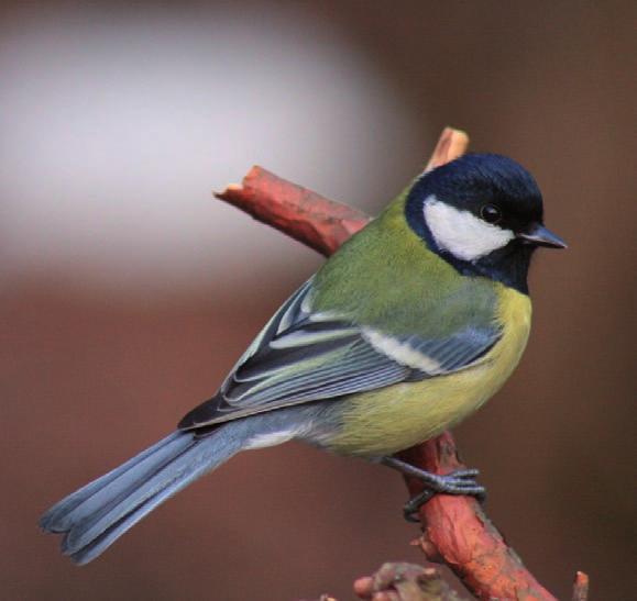 5. Bogatka Parus major Schwytanych w 2012 r. 313 od początku trwania akcji 2746 (BC) Największa i najliczniejsza z sikor (1 3 mln par lęgowych w Polsce i 46 91 mln w Europie).