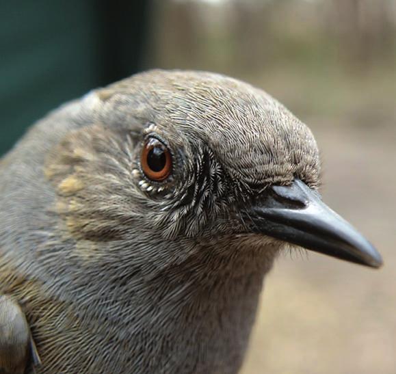 9. Pokrzywnica Prunella modularis Schwytanych w 2012 r. 57 od początku trwania akcji 1285 (KK) Ostrożny i płochliwy ptak o maskującym ubarwieniu.