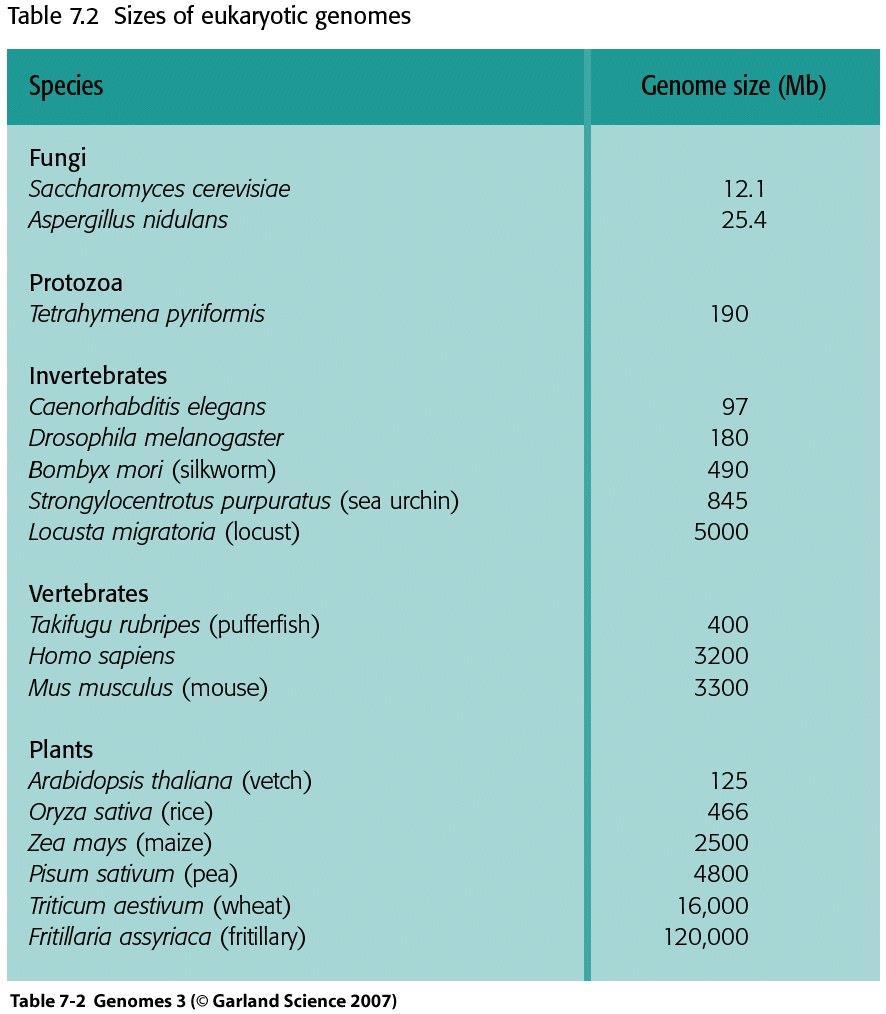 Wielkość genomu: Ilość DNA w haploidalnym genomie (np. komórkach rozrodczych) nazywana jest wielkością genomu lub wartością C.