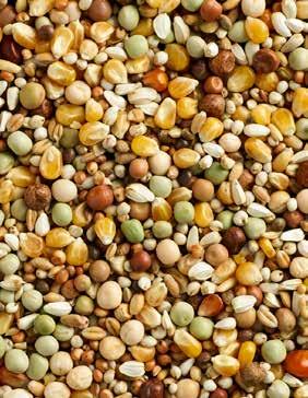 105539725 Skład Kukurydza Popcorn 25% Pszenica 10% Groch zielony 10% Sorgo 10% Nasiona krokosza barwierskiego 10% Milo 8% Groch zwyczajny 5% Peluszka brązowa 5% Groch żółty 5% Kukurydza pomarańczowa