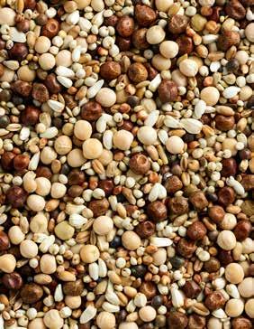 Natural Maxi dla Młodych Mieszanka dla gołębi młodych, do stosowania w okresie rozpłodowym i podczas przechodzenia młodych na pokarm stały do odsadzenia, bez zawartości kukurydzy Wysoka zawartość