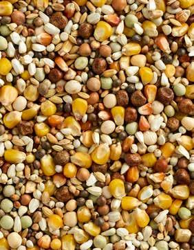 105103725 Skład Kukurydza Cribs 30% Nasiona krokosza barwierskiego 10% Peluszka brązowa 10% Sorgo białe 7% Groch zielony 5% Groch zwyczajny 5% Milo 5% Pszenica 5% Wyka 5% Groch żółty 5% Kukurydza