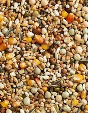 Natural Maxi Pierzenie 2M Cribs Urozmaicona mieszanka pierzeniowa, bogata w drobne nasiona, z kukurydzą Cribs i kukurydzą pomarańczową Wysoka zawartość węglowodanów Optymalna proporcja węglowodanów,
