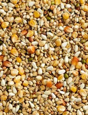 Natural Maxi Digest-1 2M Popcorn Mieszanka dla młodych gołębi, do stosowania podczas okresu rozpłodowego i w trakcie przechodzenia gołębi młodych na pokarm stały, z argentyńską kukurydzą Popcorn i