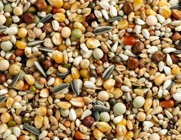 105394725 Skład Kukurydza Popcorn 16% Nasiona krokosza barwierskiego 13% Sorgo białe 13% Ryż niełuskany 9% Pszenica 8.