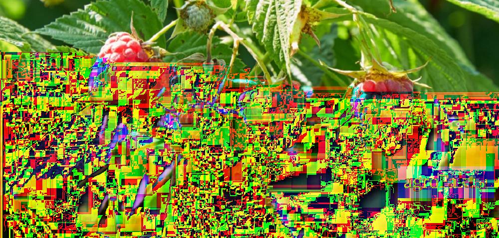 .pl https://www..pl Prognoza ceny malin 2017 r. Autor: Ewa Ploplis Data: 13 lipca 2017 Większa powierzchnia nasadzeń malin, mniejsze zbiory, duże zainteresowanie rynku zagranicznego tym owocem.