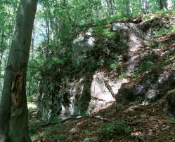 8210 Wapienne ściany skalne ze zbiorowiskami Potentilletalia caulescentis Fot. 3. Skały wapienne ze stanowiskami fitocenoz Asplenietum rutae-murariae-trichomanis na Miłku w Górach Kaczawskich ( K.