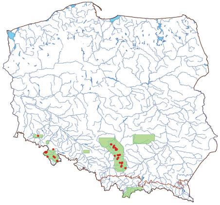 Monitoring siedlisk przyrodniczych tom trzeci Gymnocarpium robertianum, bodziszek cuchnący Geranium robertianum, rzeżusznik piaskowy Cardaminopsis arenosa (Jurko, Peciar 1963, Świerkosz 2004,