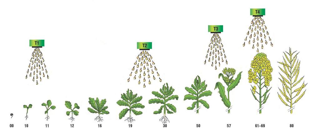 Okres kwitnienia rzepaku trwa od 3 do 6 tygodni, natomiast d ugoêç dzia ania standardowo stosowanych fungicydów, uzale niona od dawki i wielkoêci biomasy anu, zwykle nie przekracza 3 tygodni.