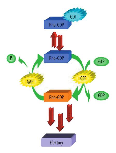 Białka regulujące aktywność GTP-az, do których zalicza się: GDI, GEF, GAP, odgrywają główną rolę w przekazywaniu sygnałów wewnątrzkomórkowych, pośredniczą w aktywowaniu czynników biorących udział w