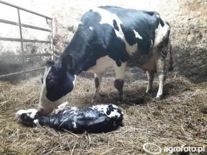 .pl https://www..pl Krowa powinna otrzymać pójło po porodzie. Po wysiłku i głodówce potrzebuje łatwo dostępnej energii. Źródło AgroFoto.