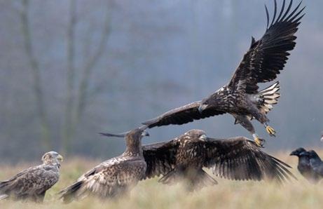 Dolina Bzury, wiosna 2012 r. (fot. G. Sawicki) Photo 2. One of ringed, recognized individuals of the White-tailed eagle.