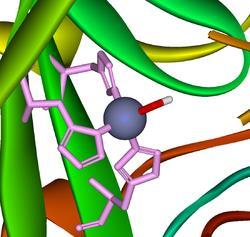 Cynk anhydraza węglanowa atom Zn skoordynowany z trzema resztami histydyny stanowi centrum aktywne wielu enzymów element budulcowy enzymów wchłanianie z jelita jest hamowane przez obecne w
